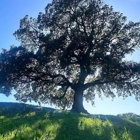 La Bergerie De L'alivettu En Corse