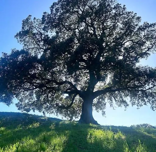 La Bergerie De L'alivettu En Corse